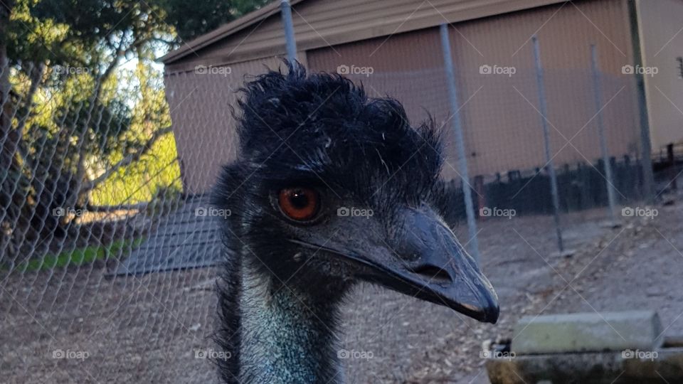 close emu