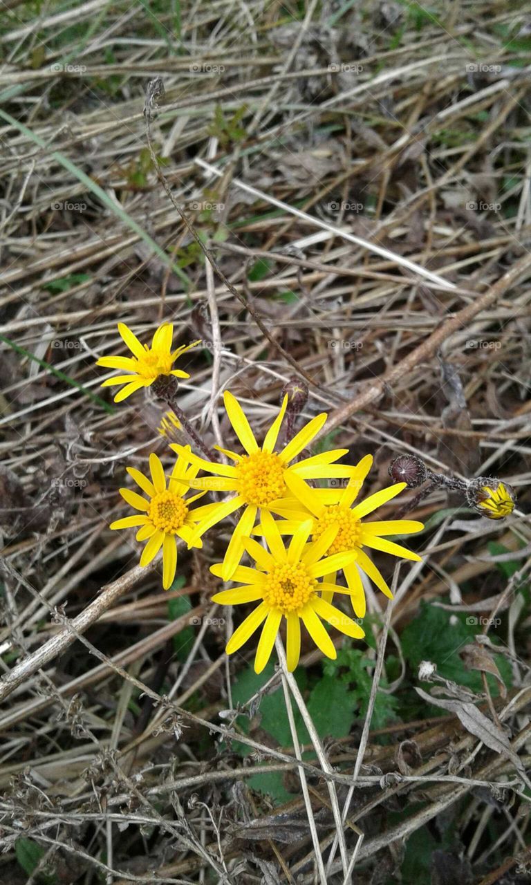 Wildflowers