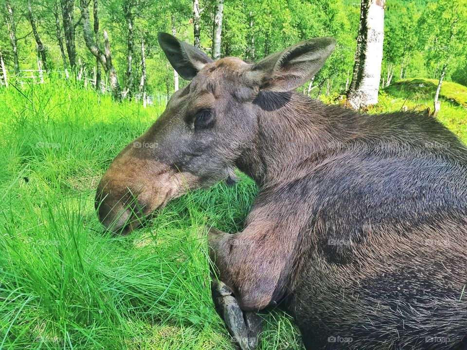 Moose on the garden
