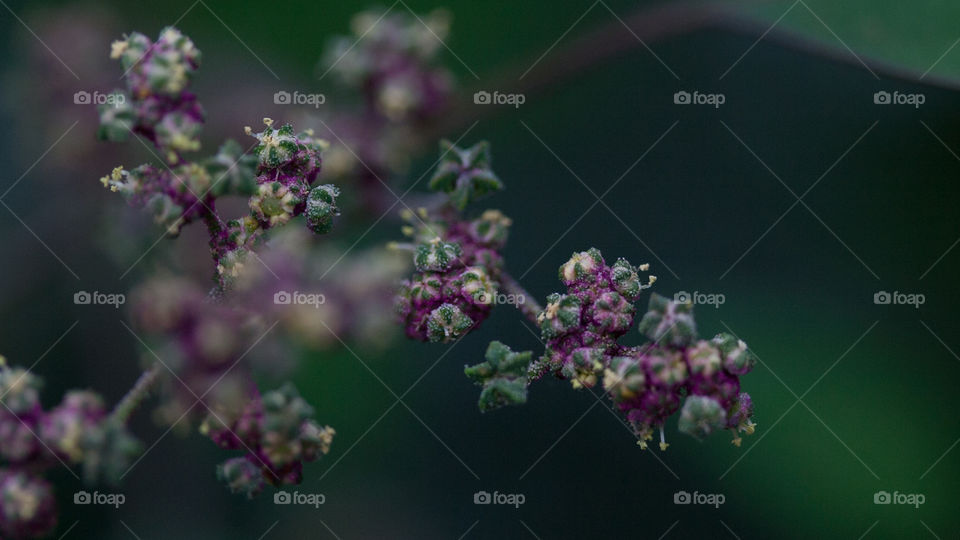 Plant in the garden that looks like it should be under the sea. 