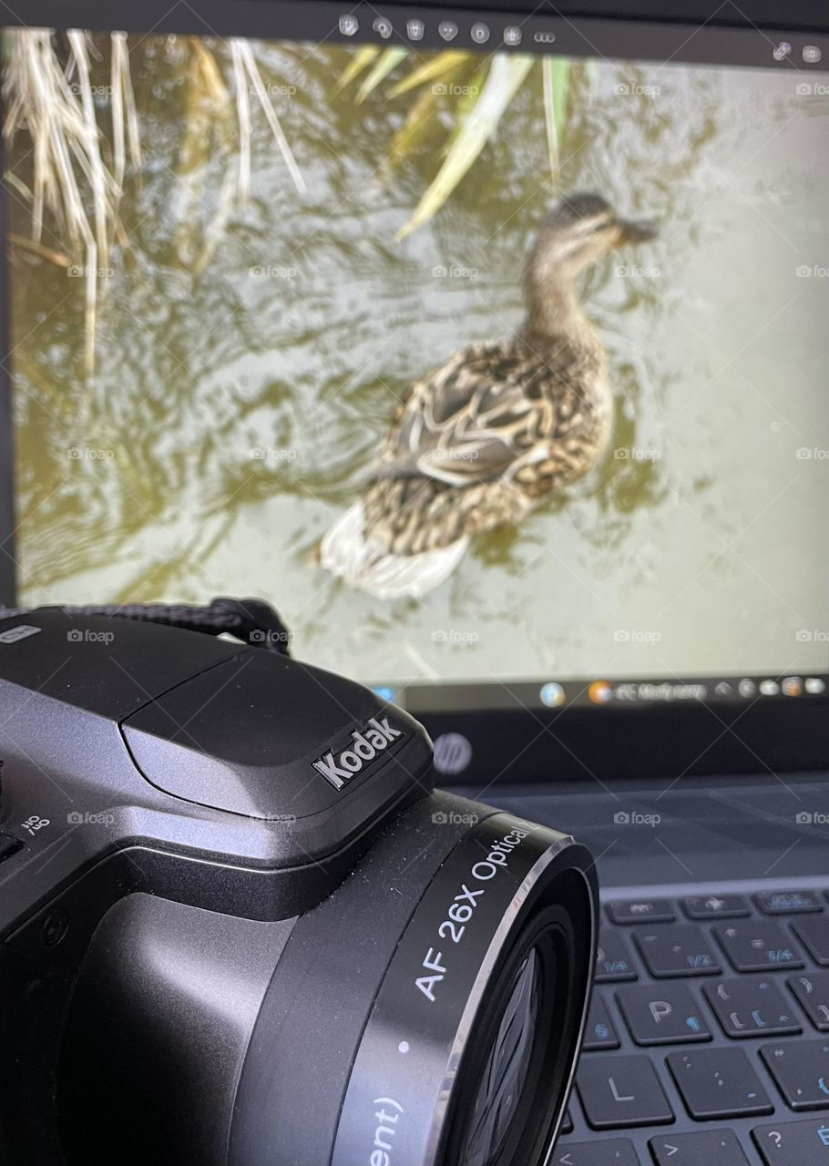 Showing my preferred camera,Kodak EasyShare Z981, zoom 26x IS wide angle, and downloading my pictures onto my HP laptop, my picture also has a closeup of a mother duck swimming in a creek