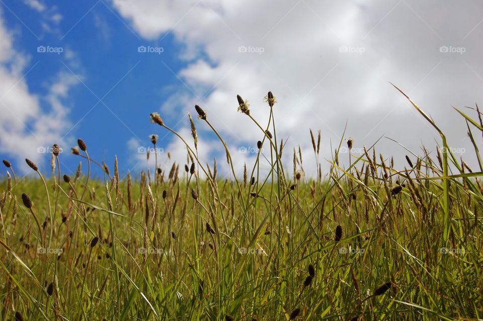 Irish grass and sky