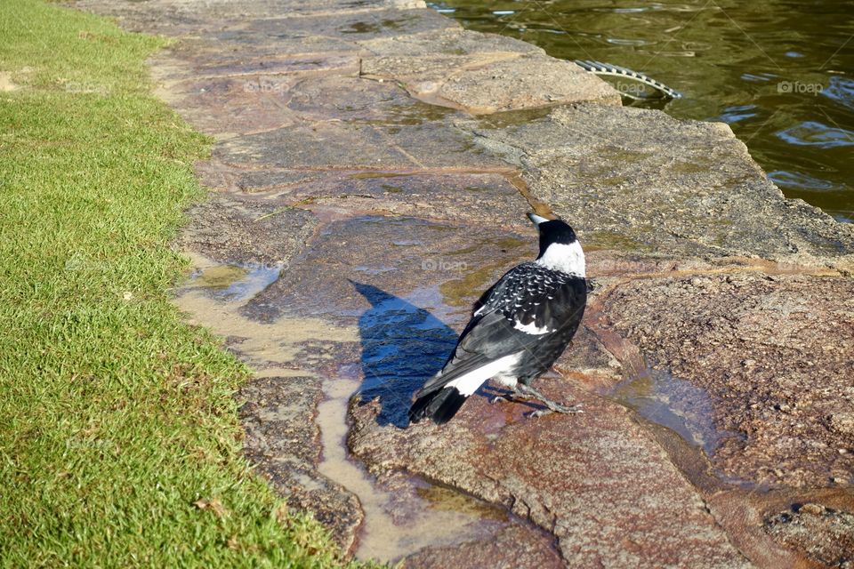An Australian magpie is resting near the water at the park.