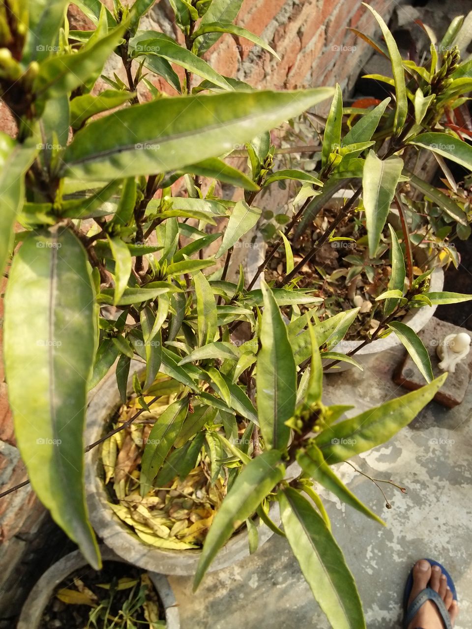 Another shot of beautiful green plant