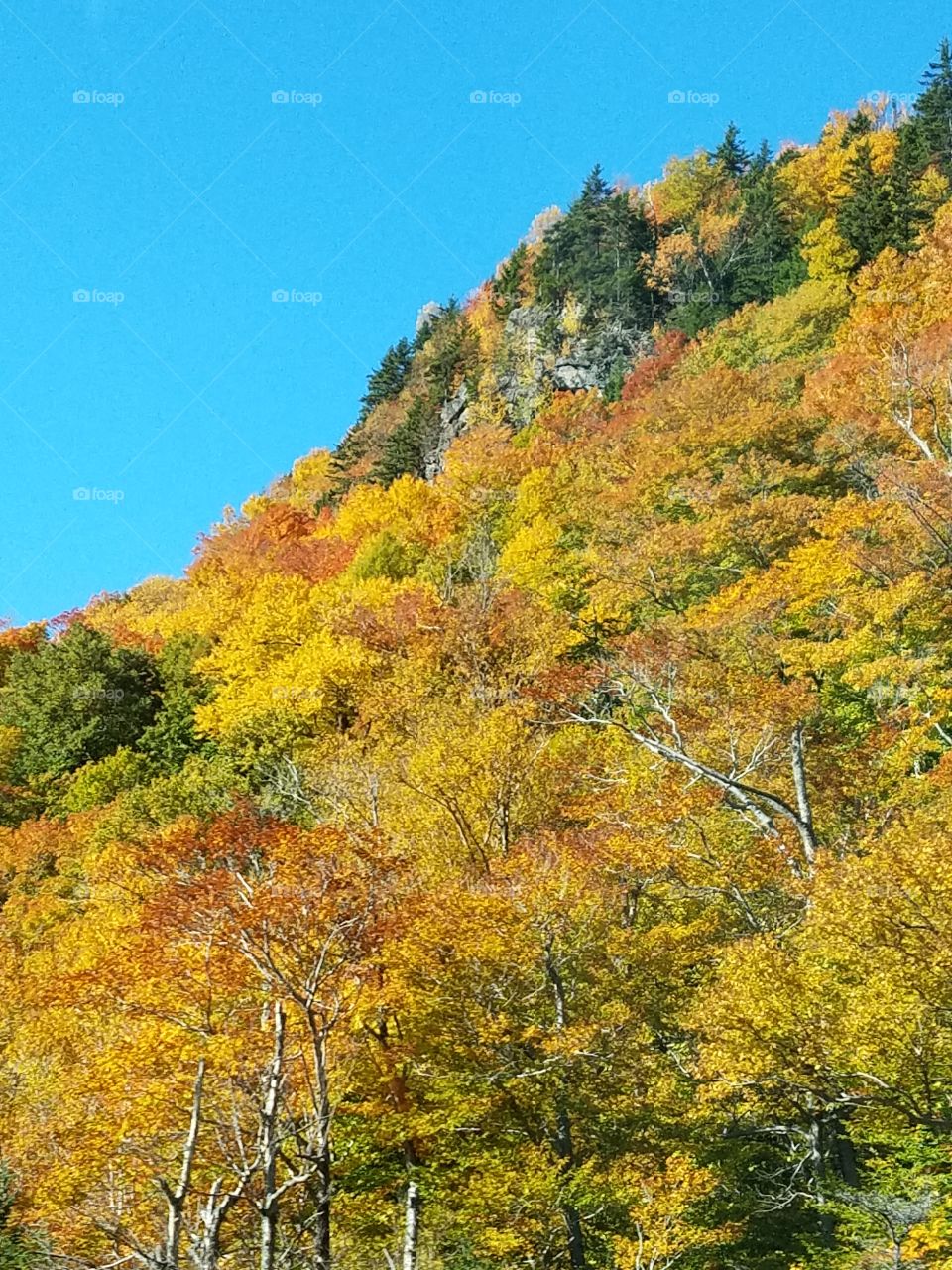 Autumn trees growing on mountains