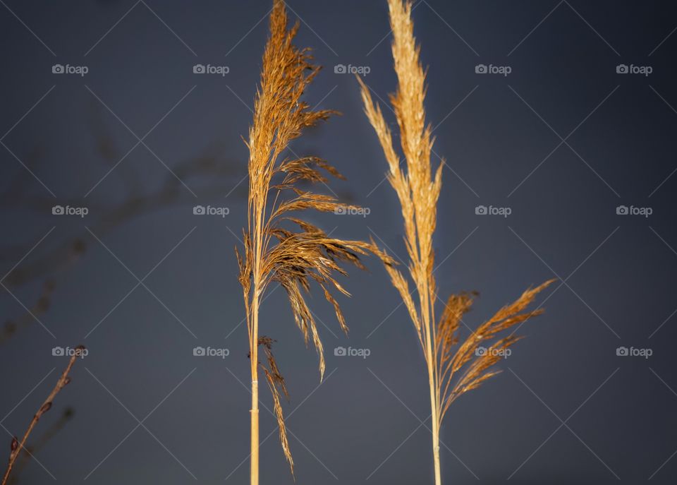 wheat (reed)
