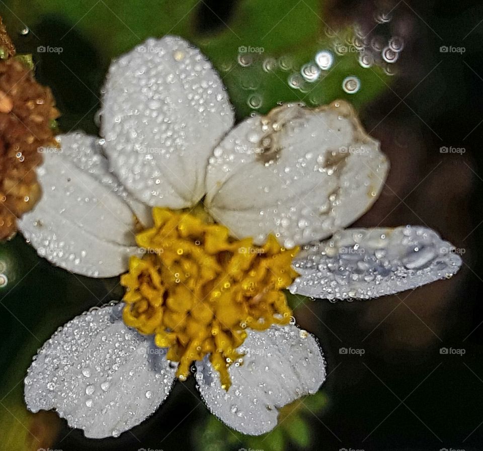 dew on wildflower