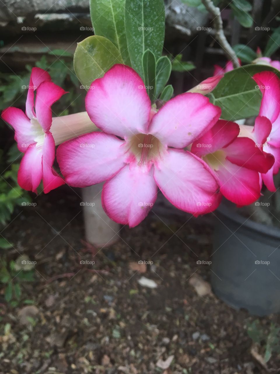 Fower white background 