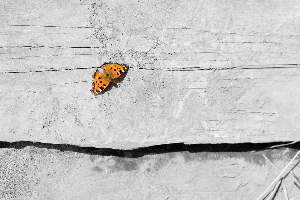 Close-up of a butterfly