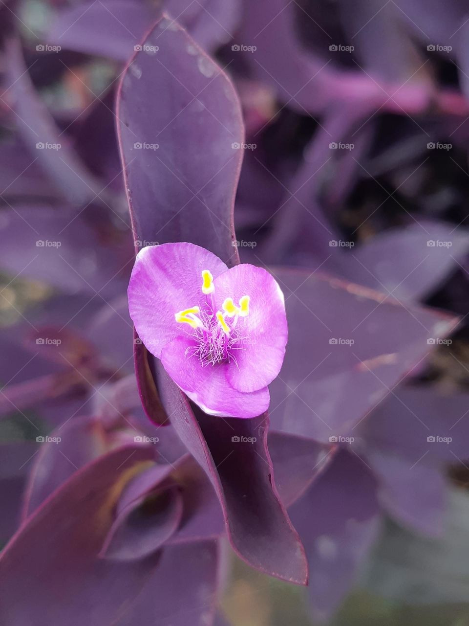 Close up the purple colour of beautiful blooming Tradecantia pallida in the garden
