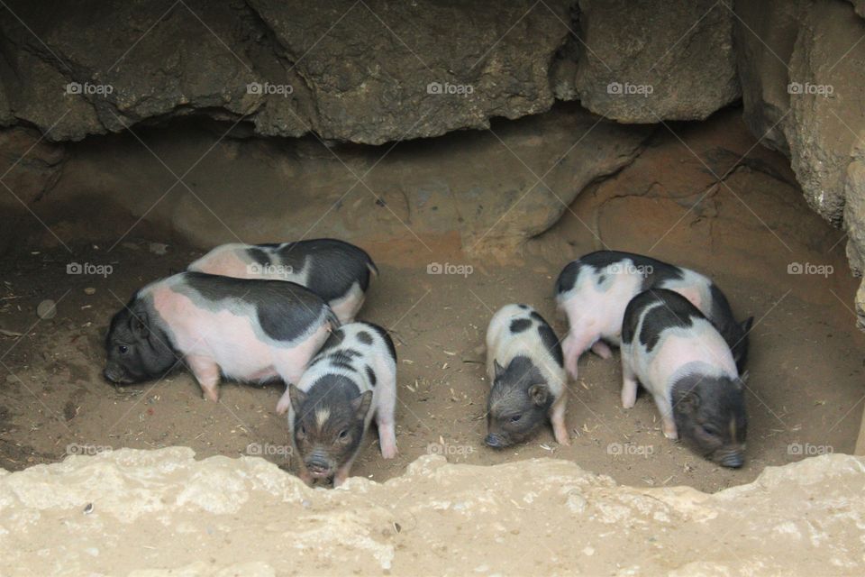 Baby Pigs