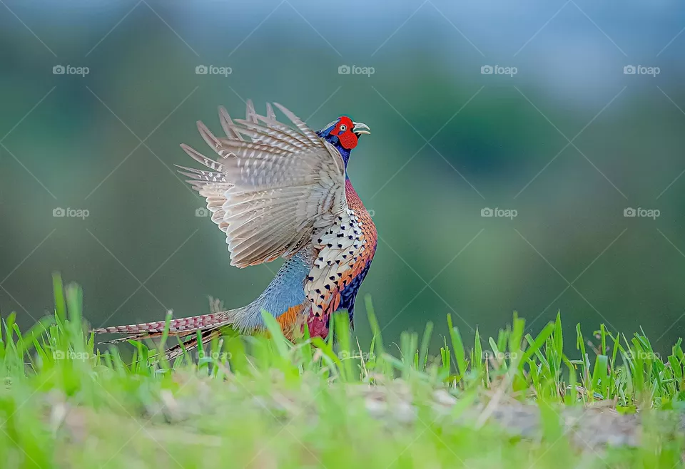 Beautiful and cute bird