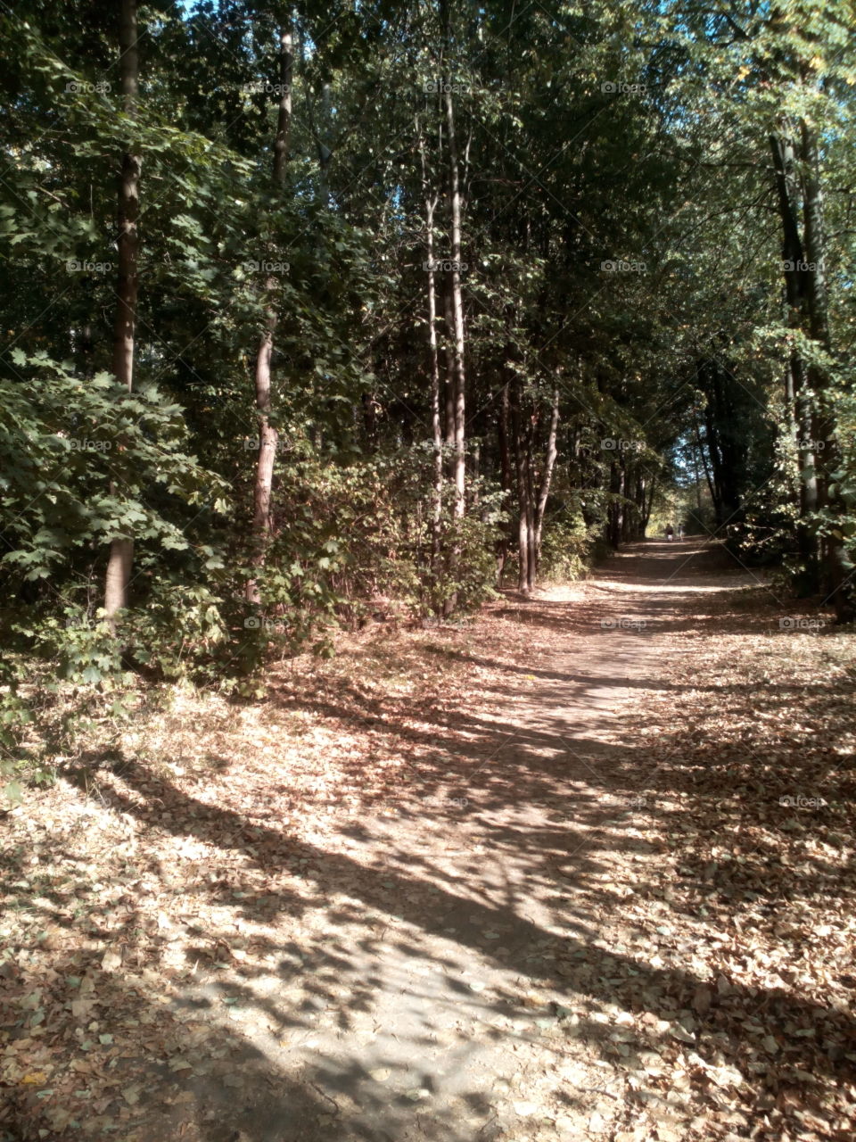 Wood, Nature, Tree, Landscape, Road