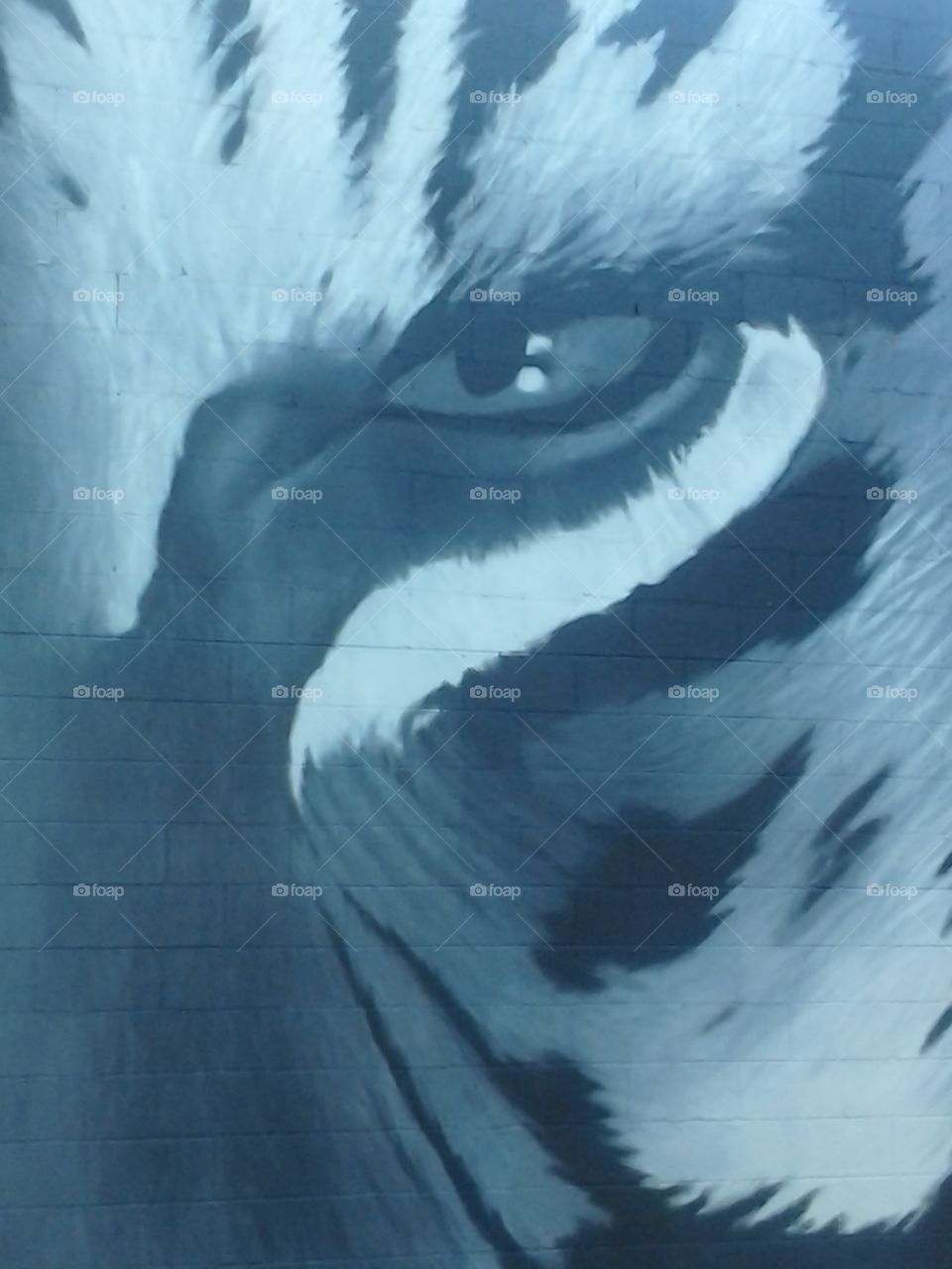 Eye of the tiger. I was walking along the street with a friend and we saw this