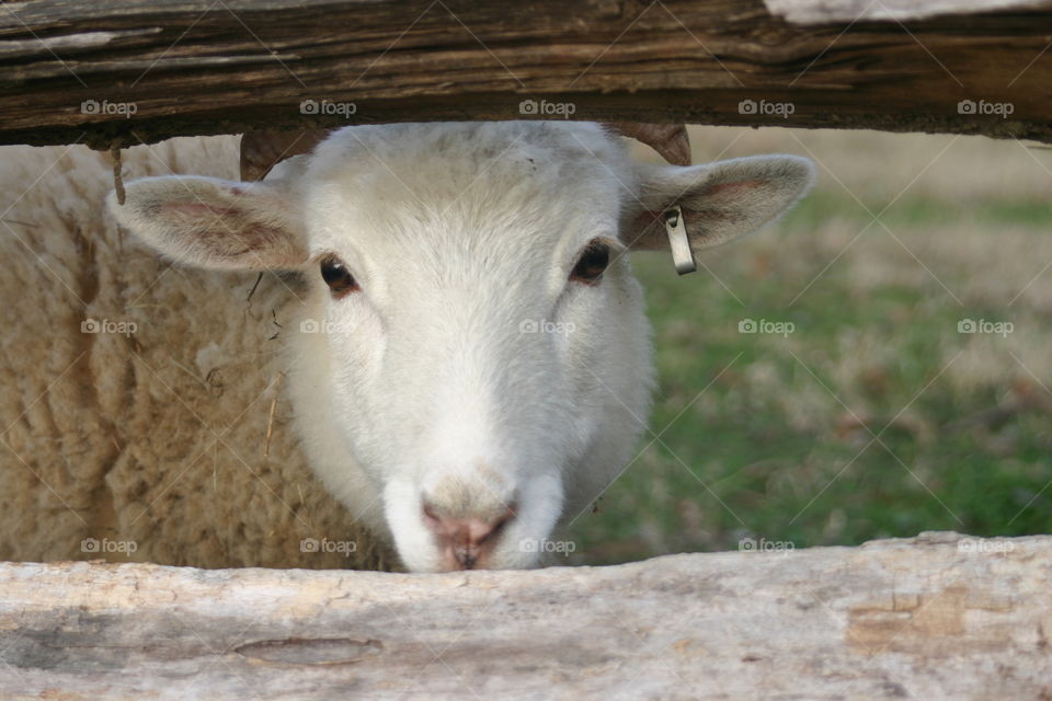 Sheep looking through fence