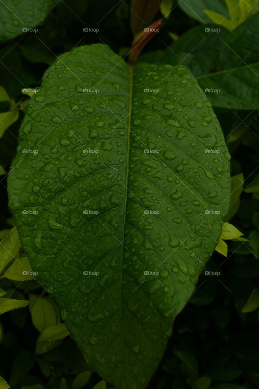 Wet foliage