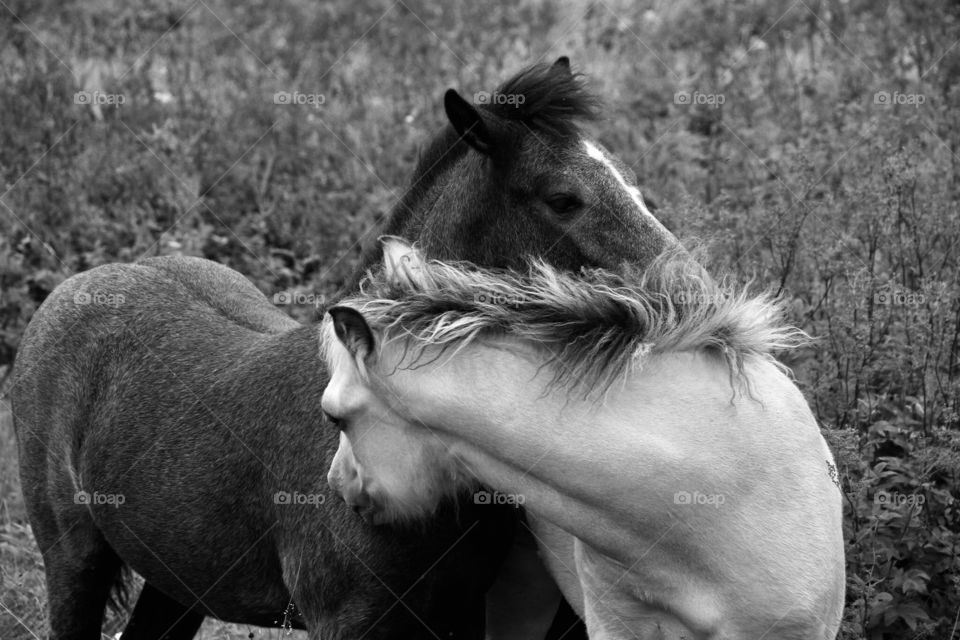 Horses hug 