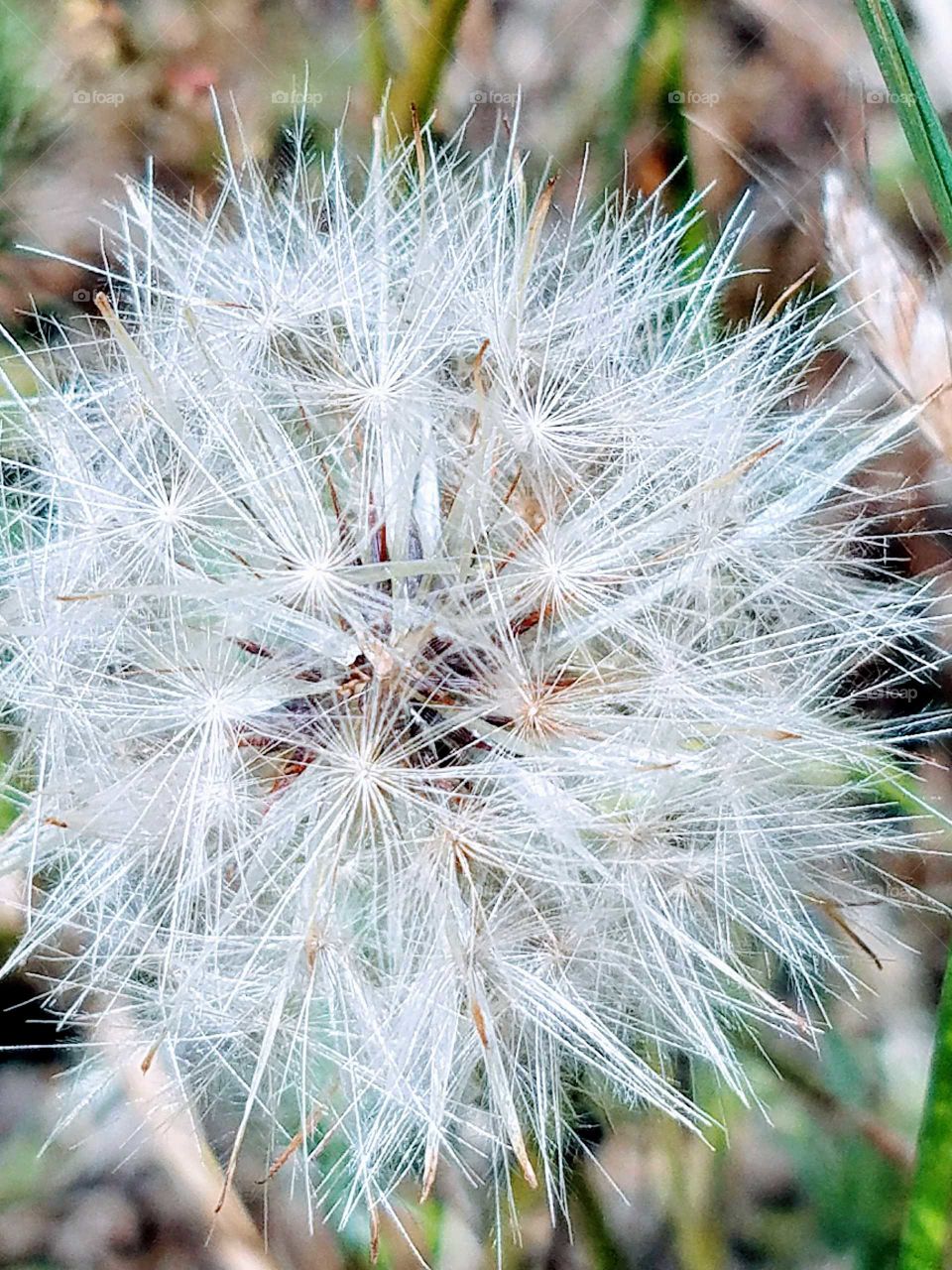 Dandelion