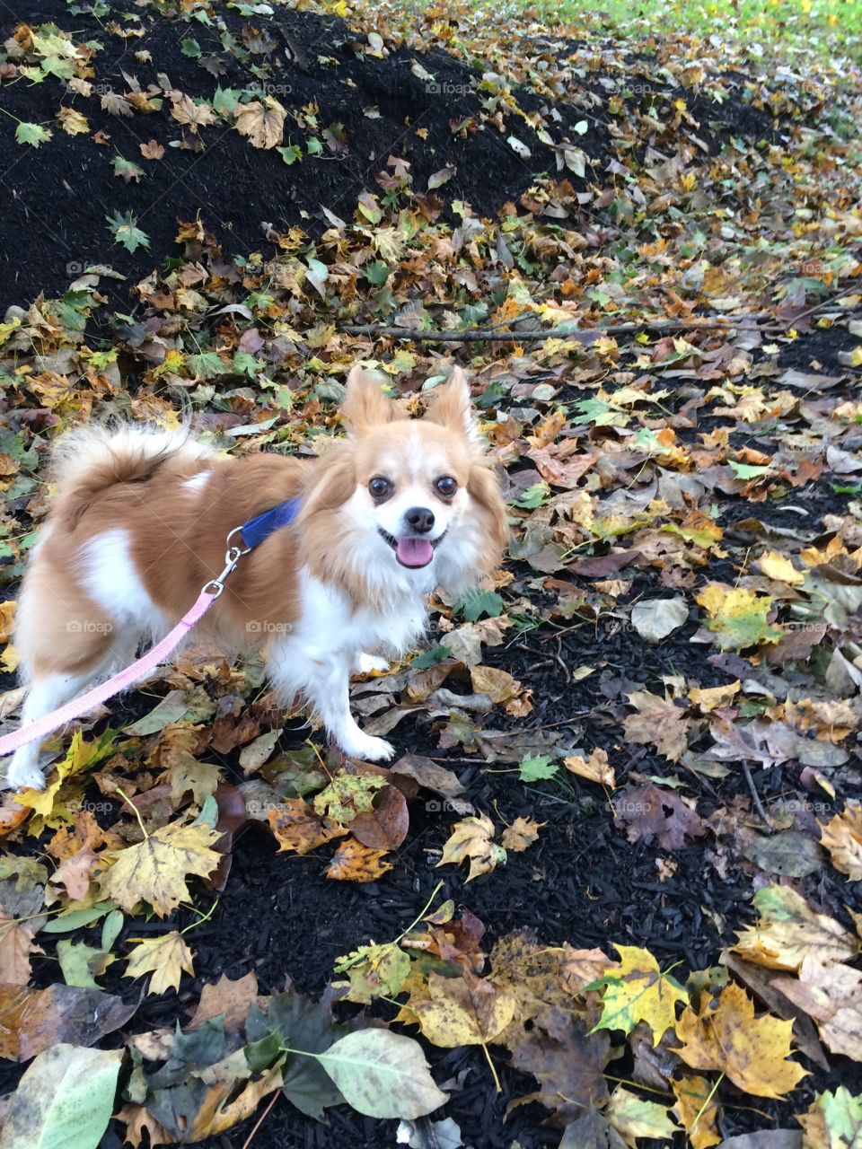 Pet Papillion enjoying the Autumn leaves