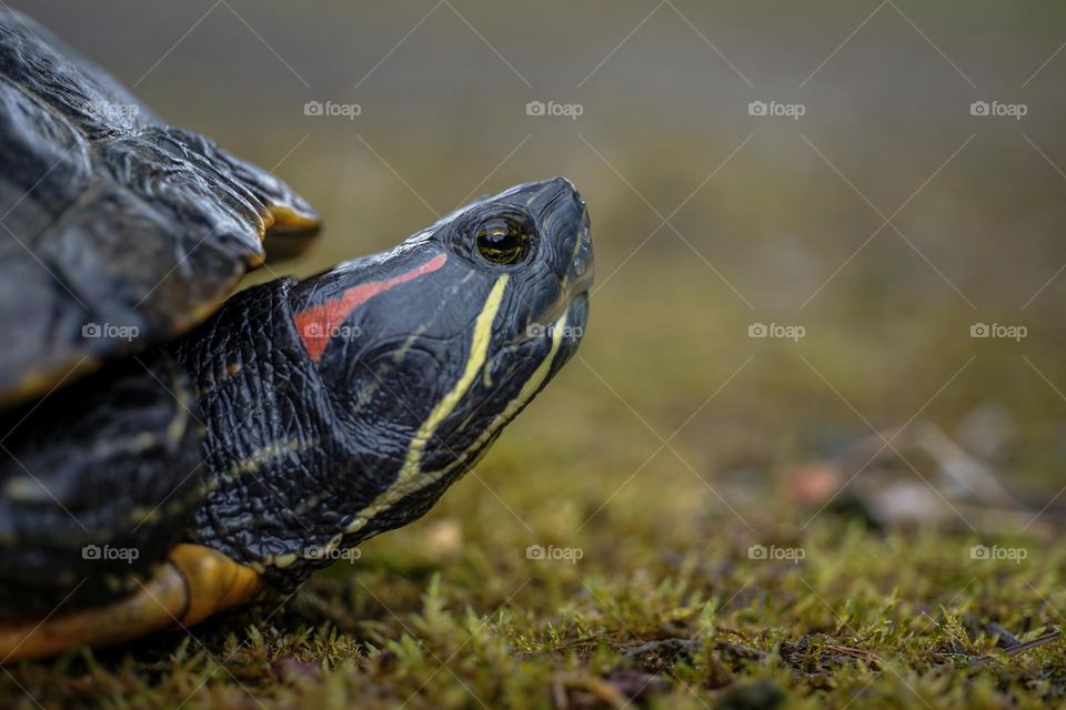 beautiful colorful tortoise close up photo