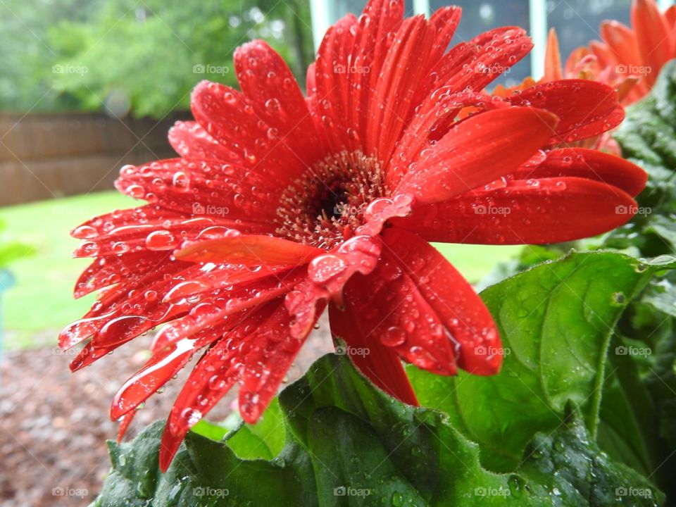Red daisy in the rain