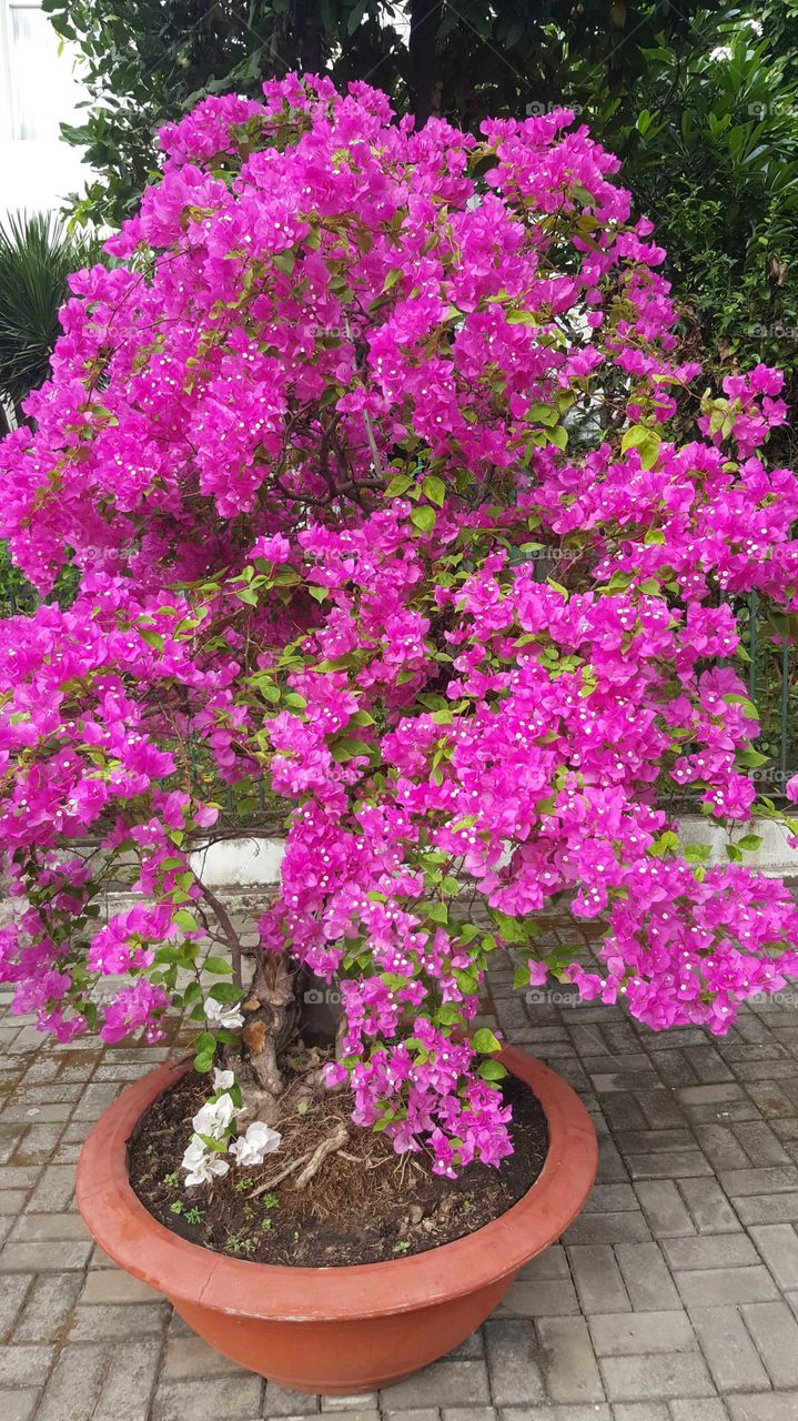 bougainvillea planter