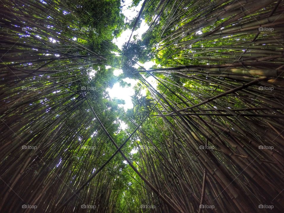 Magical bamboo forest 