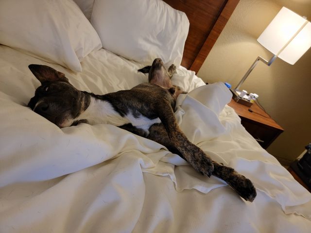 dog
