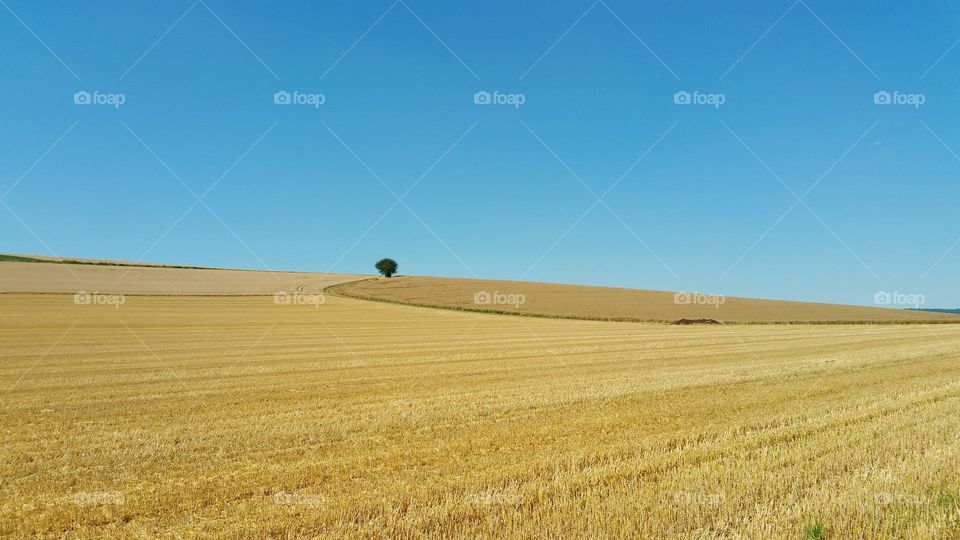 Korfeld mit blauen Himmel