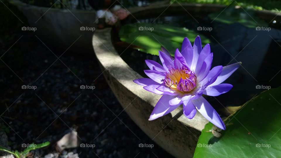 Lotus in my garden. #lotus #color #garden