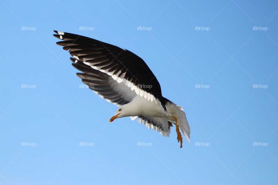 Sea gull flight 