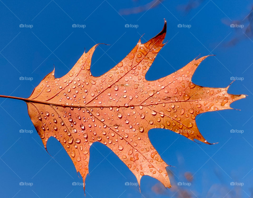 Autumn water drops