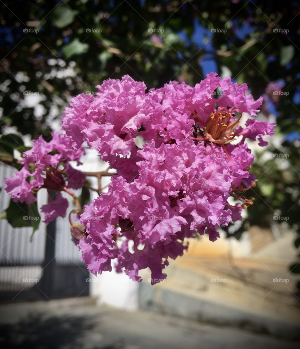 🌹 🇺🇸 Very beautiful flowers to brighten our day.  Live nature and its beauty. Did you like the delicate petals? / 🇧🇷 Flores muito bonitas para alegrar nosso dia. Viva a natureza e sua beleza. Gostaram das pétalas delicadas? 