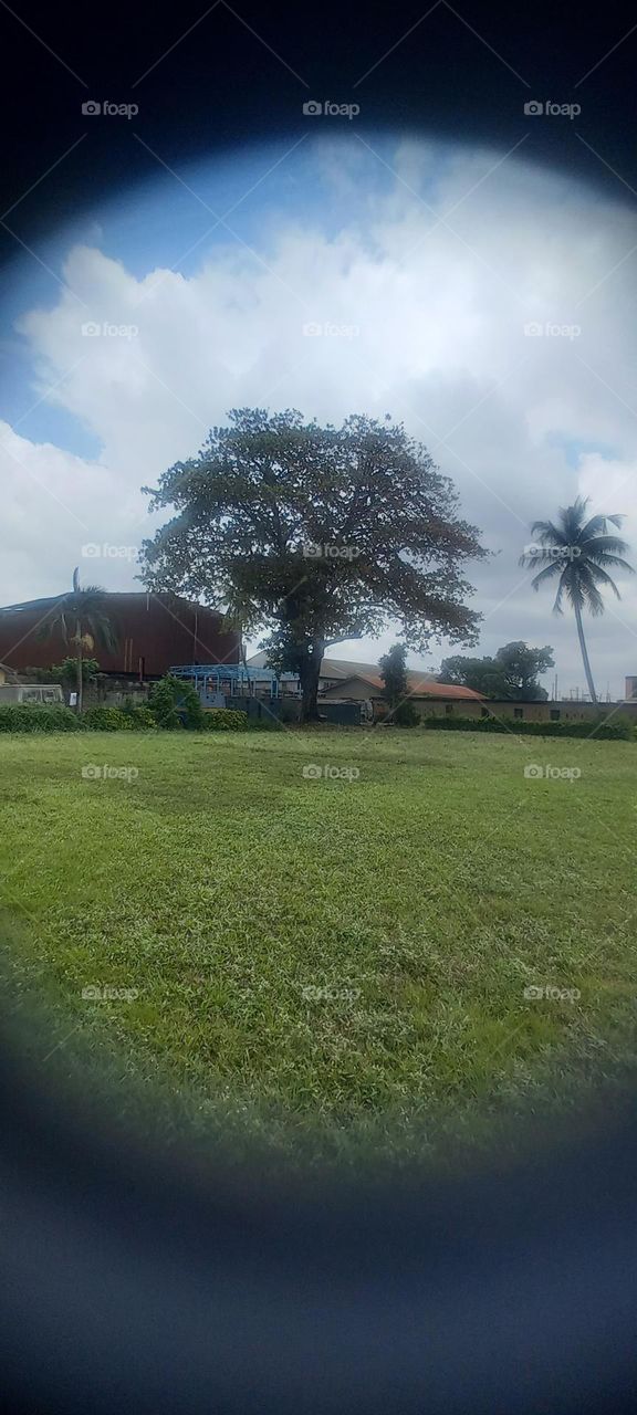 Landscapes with lush green vegetation.The beauty of nature.Tall tree amidst the grassy plain.Breathtaking scenery