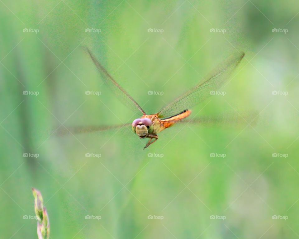 Dragonfly
