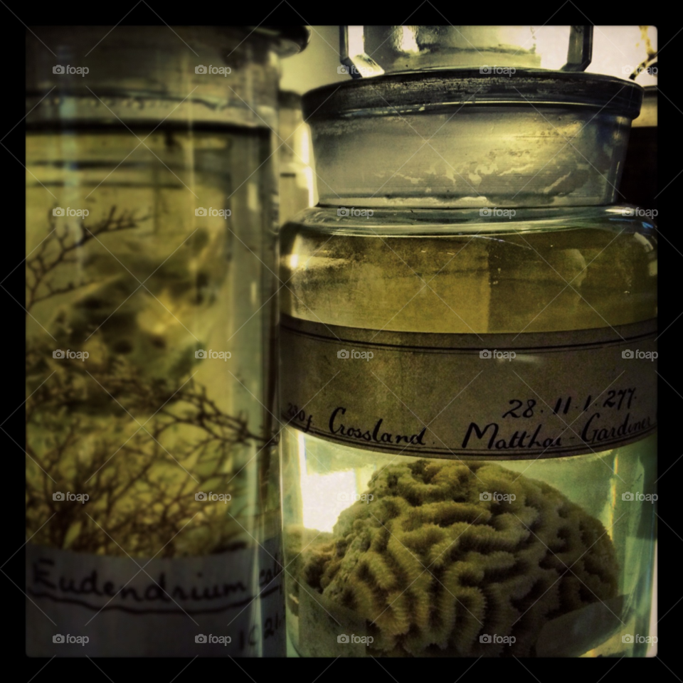 natural history museum. london tag sea weed old jar by alicedebarrau