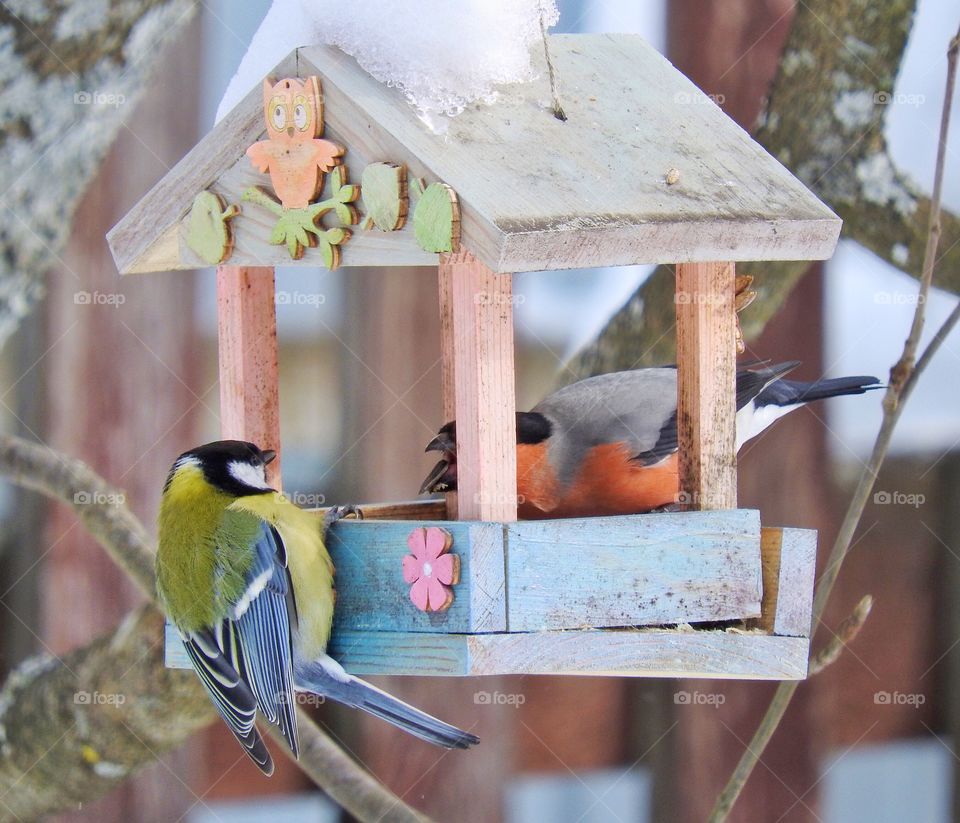 Bullfinch and great tit birds 