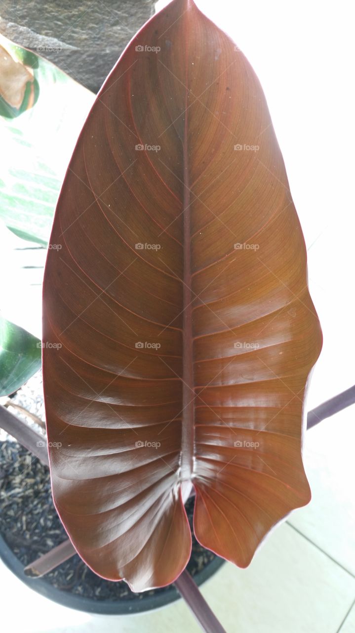 young leaf by flower when sunrise come