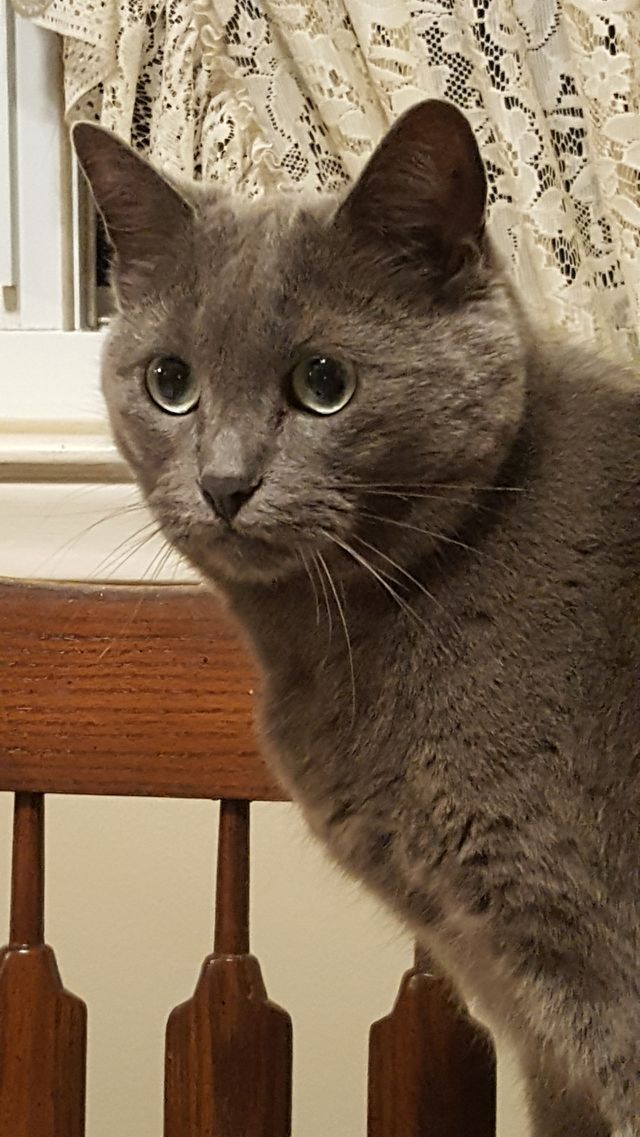Kitty Cat