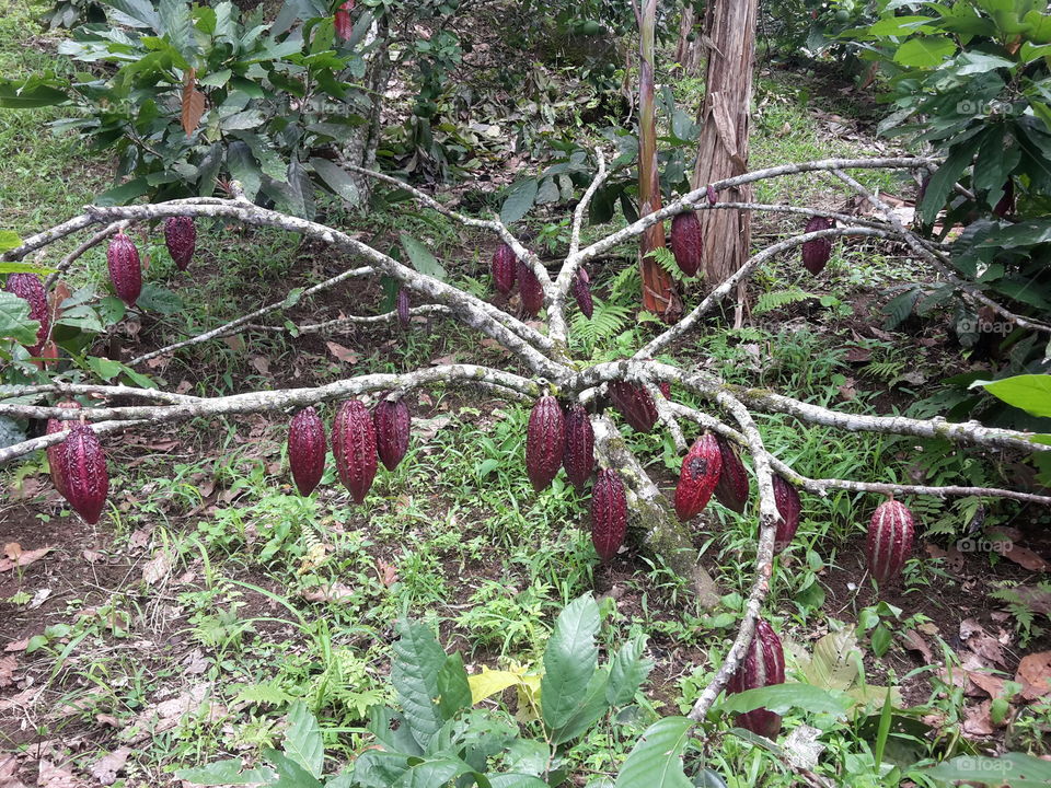 Cacao-Ecuador
