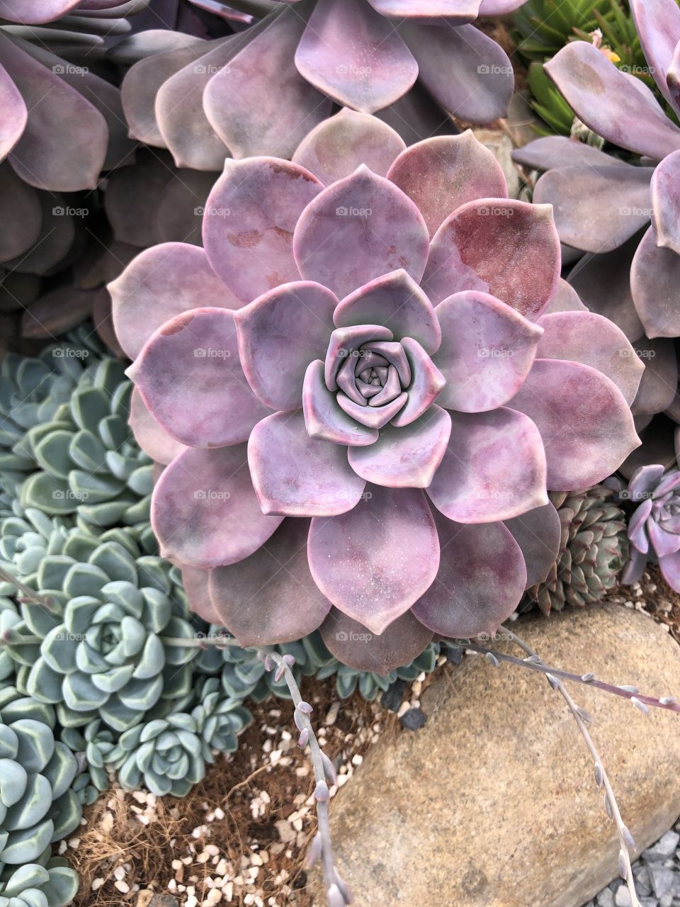 Perle von numberg 