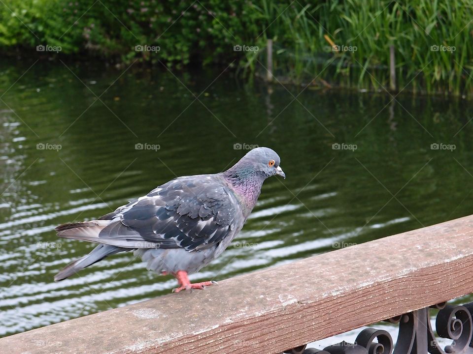 A pigeon stands on a wooden railing on a bridge over a river