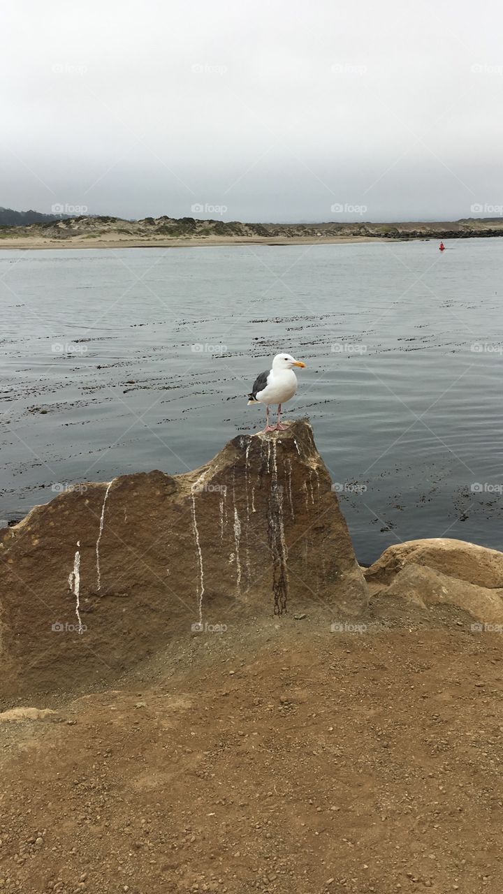 Morro Bay Seagull 
