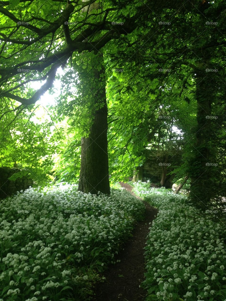 The Path In The Woods