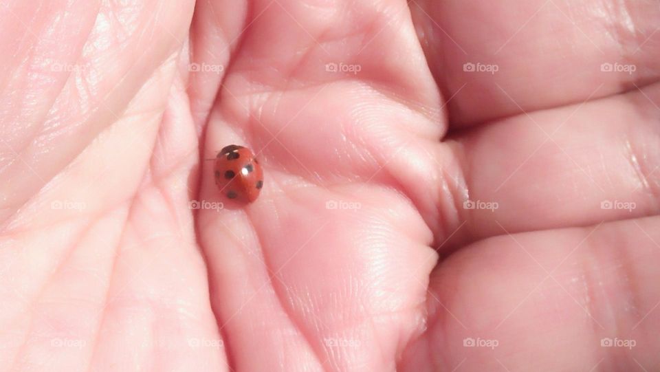 beautiful and magic ladybug visiting my hand.