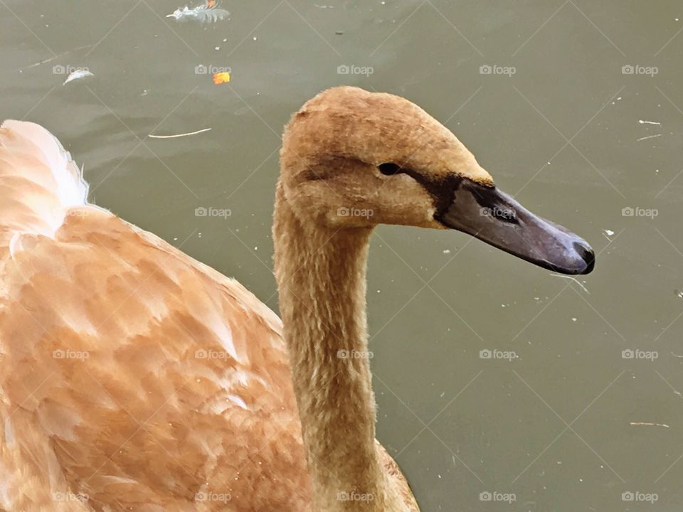 Juvenile swan