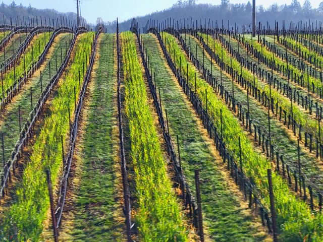 Willamette Valleys Wine Country
