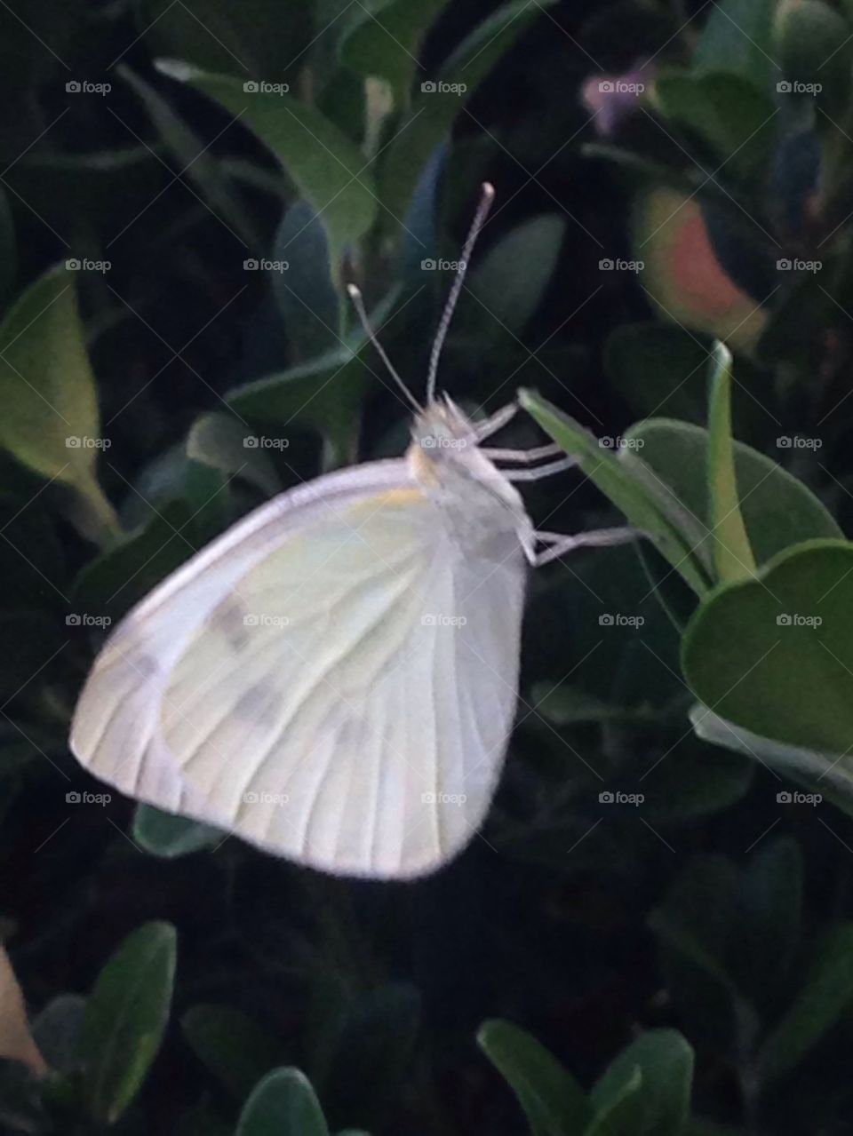 White flutters