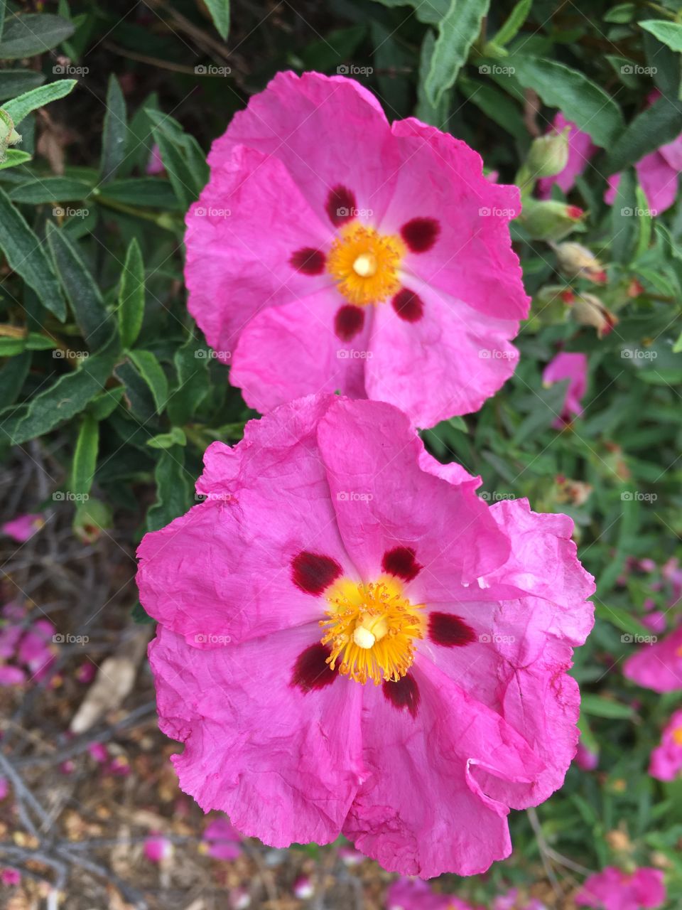 Pink flowers 