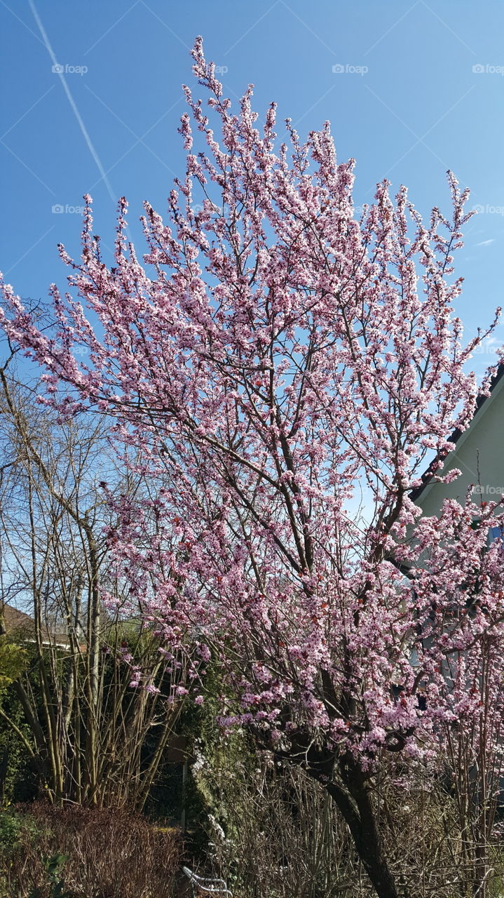 View of a cherry blossom tree